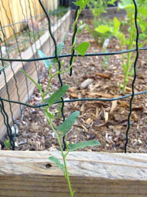 Bindweed growing up a fence.