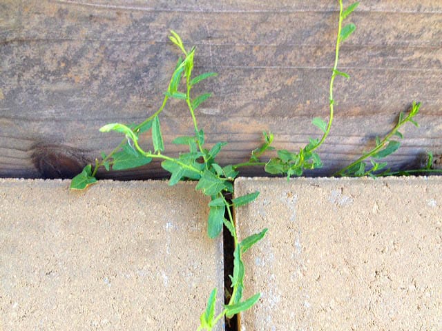 Bindweed grows up a wall.