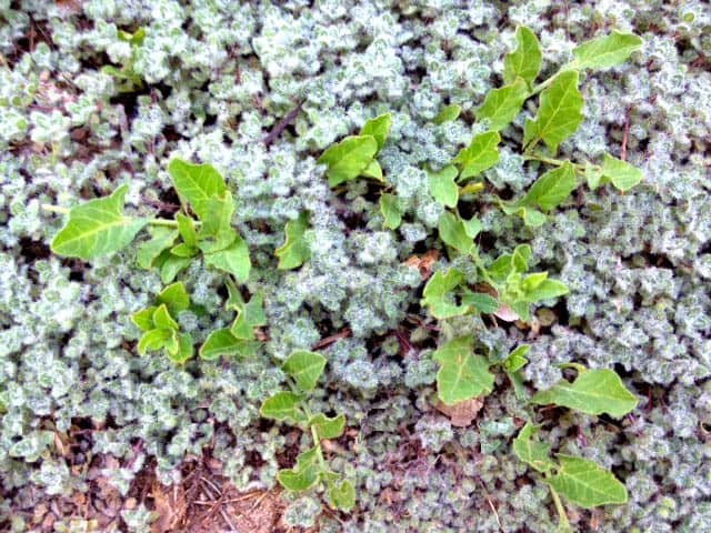 Bindweed and wooly thyme.
