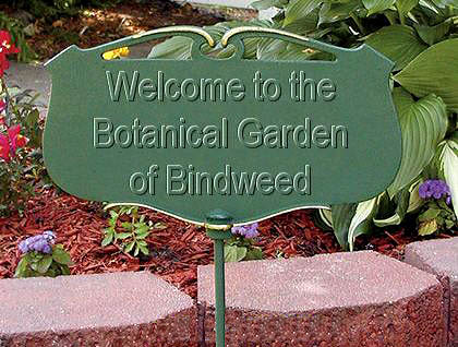 Bindweed at Happy Simple Living blog