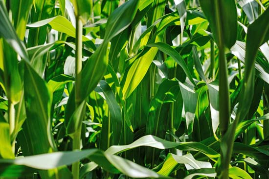 Tall green stalks of corn growing in a garden.