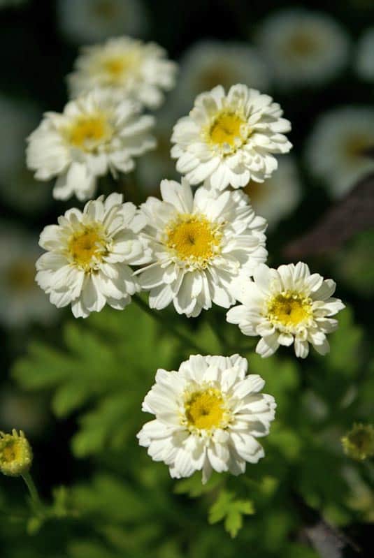 Daisy at Happy Simple Living blog