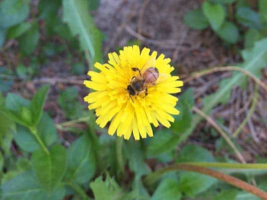 honey bee and dandelion