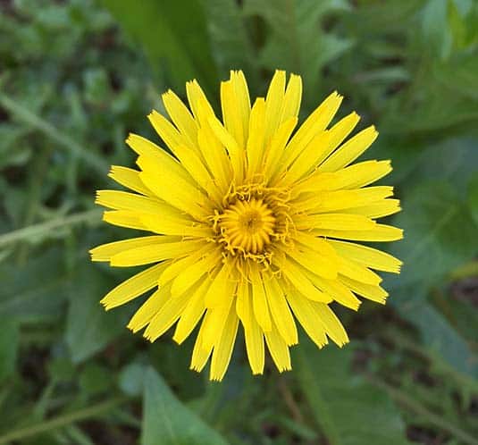 Dandelion flower