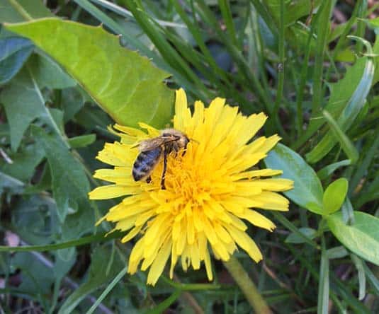 bee and dandelion