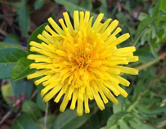 Dandelion
