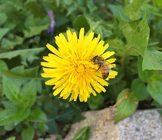 dandelion bee