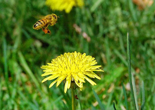 bumblebee and dandelion