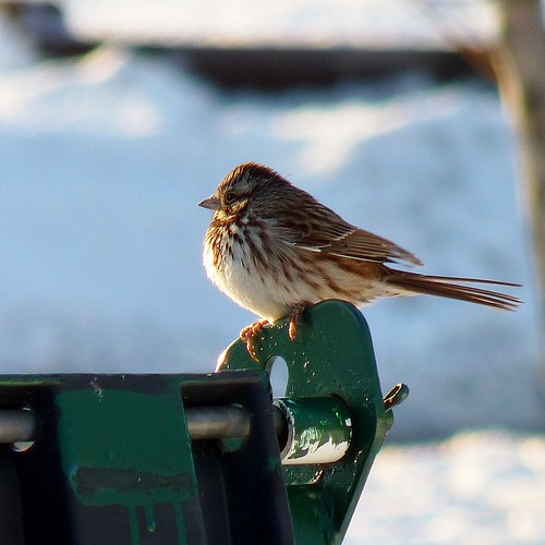 Snow bird at Happy Simple Living blog