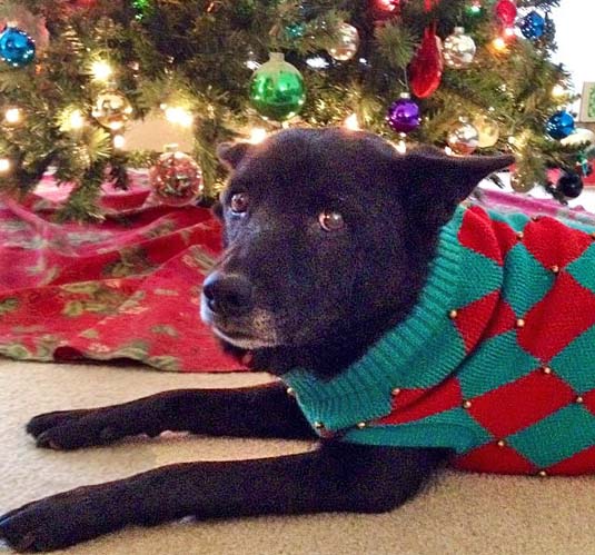 "Do we have to go to the Ugly Sweater party?"