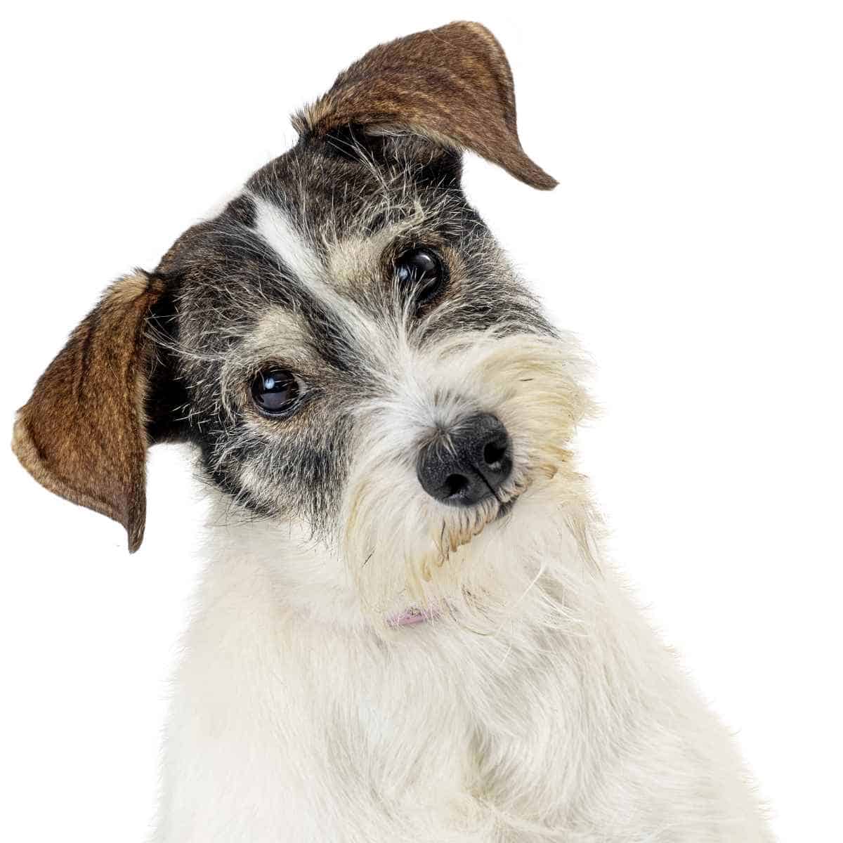 A brown and white dog tilting his head.