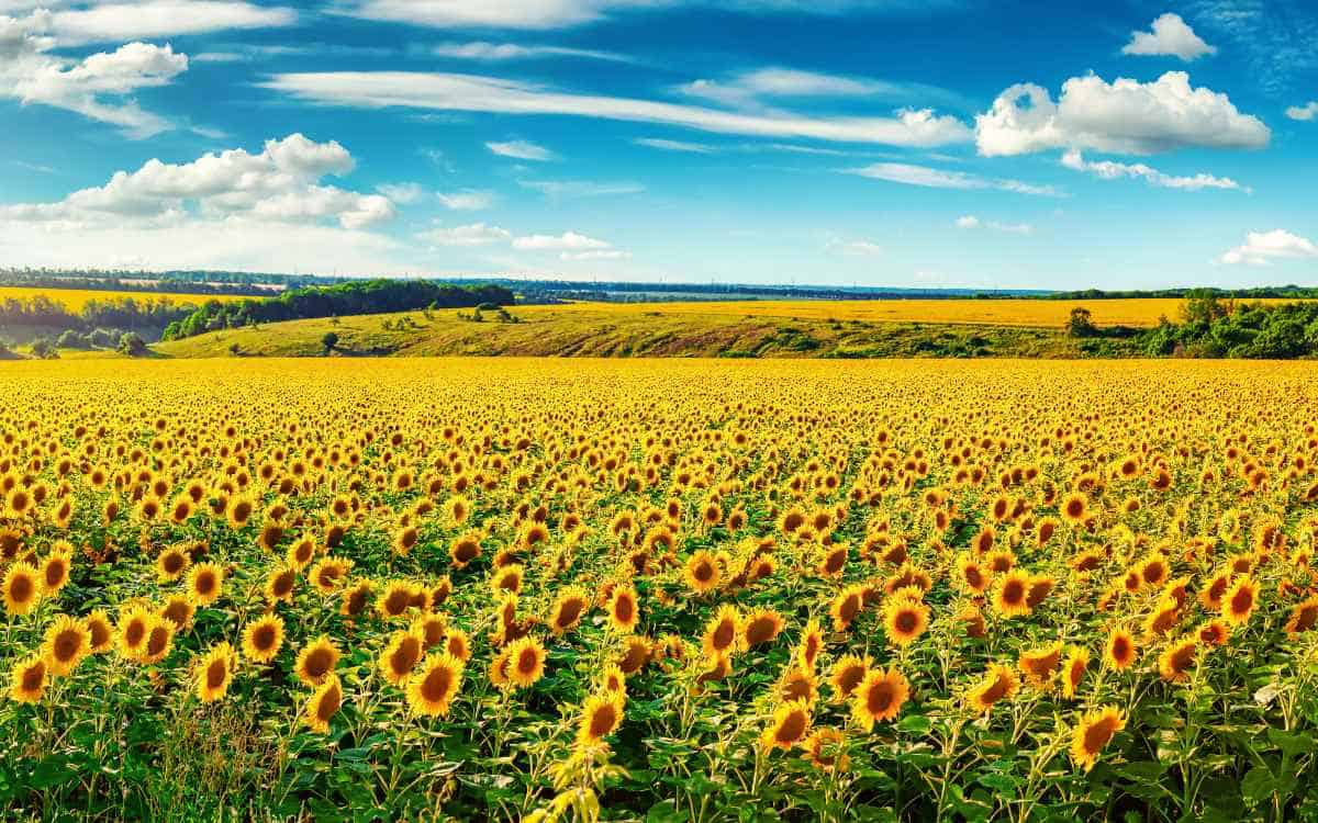 A beautiful field of sunflowers under blue skies.