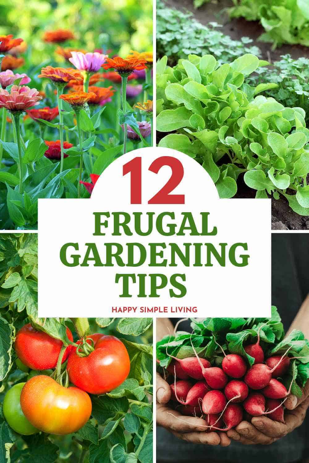 Zinnias, lettuce plants, radishes and tomatoes growing on the vine.