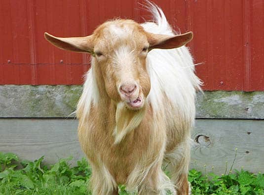 Pet goat.
