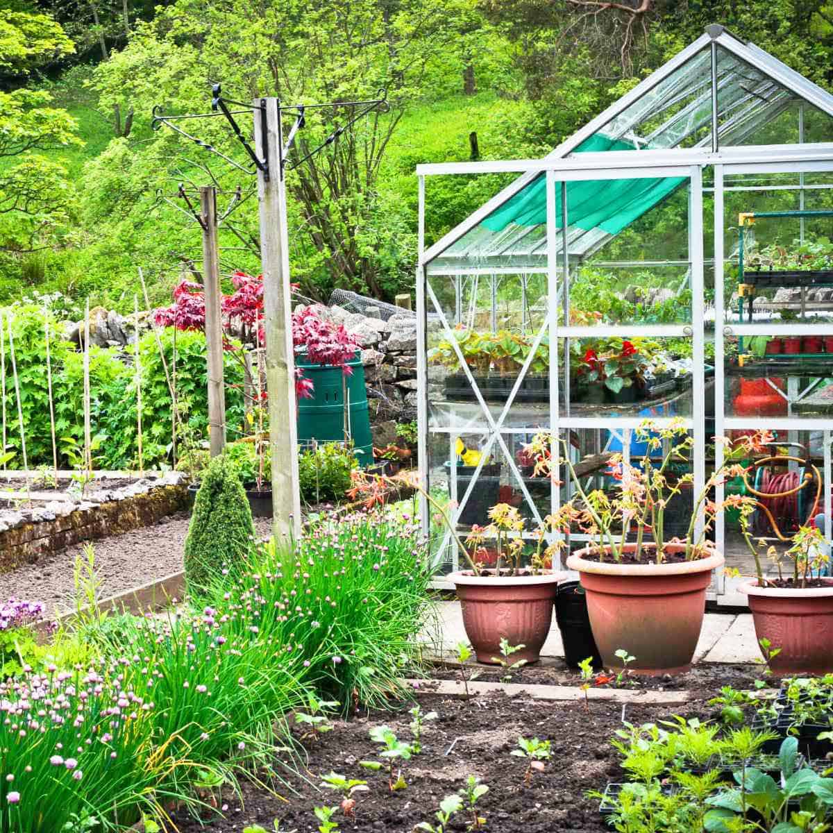 A raised garden bed with a greenhouse in the background.