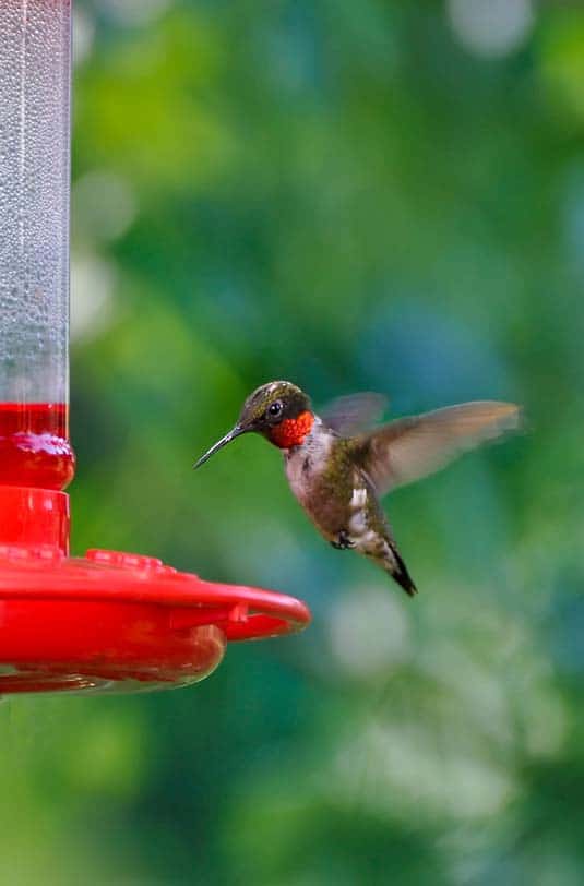 Hummingbird at feeder.