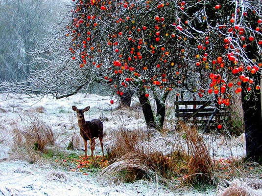 Beautiful deer in snowy field | Happy Simple Living