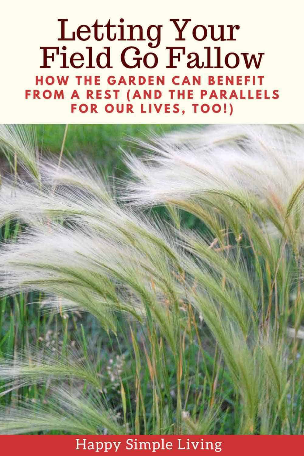 A field that has gone fallow, with native grasses growing.