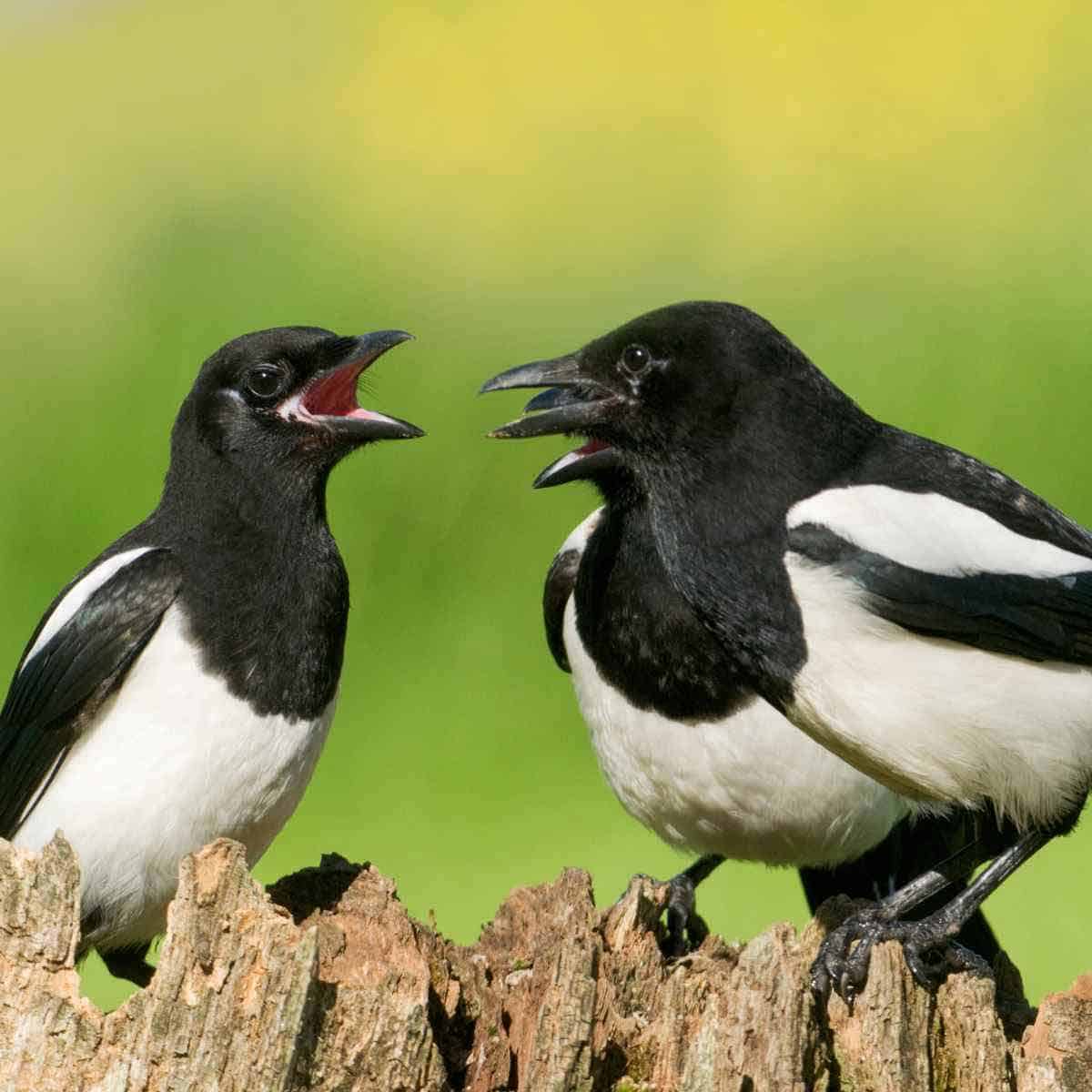 magpies squawking.