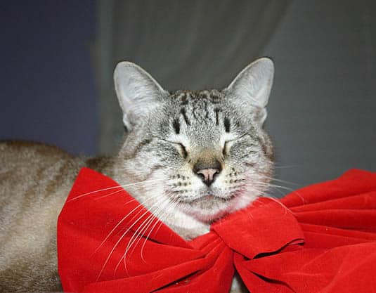Christmas cat | Happy Simple Living blog
