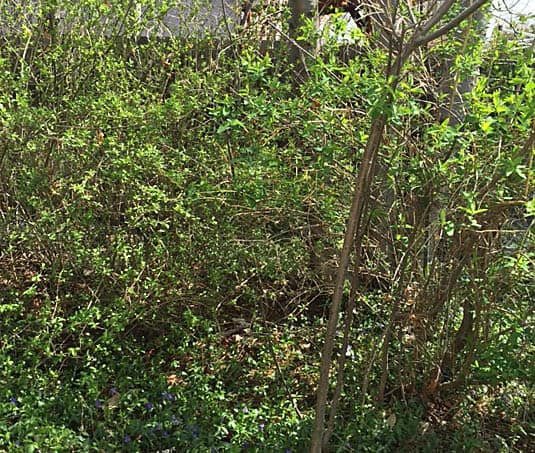New garden before | Happy Simple Living blog