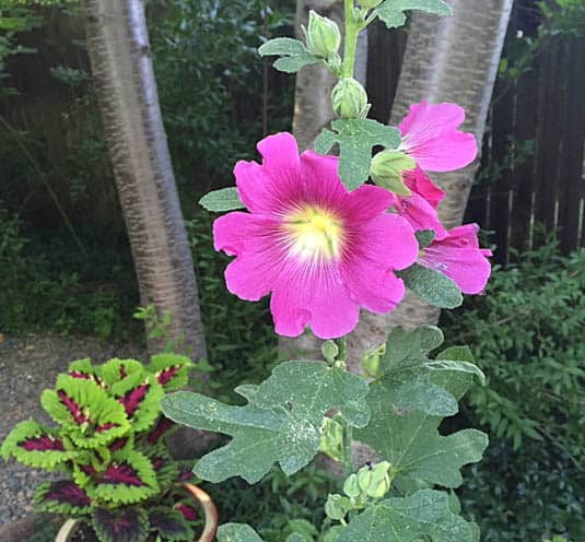 Hollyhock blossom | Happy Simple Living
