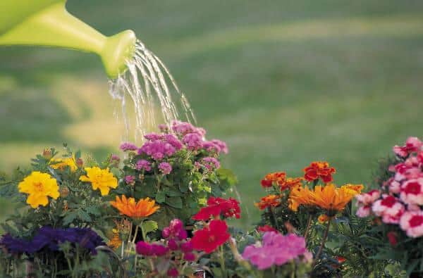 Perserverance A beautiful garden takes consistent efforts and perserverance