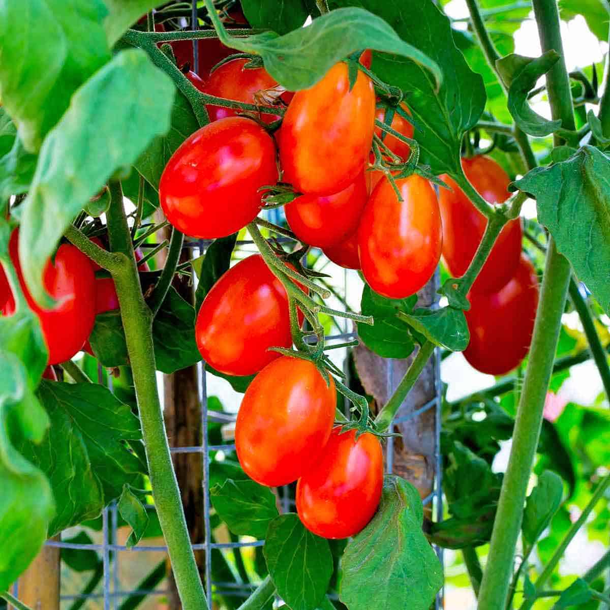 Cherry tomatoes growing on a garden stake with netting.