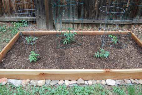 smraisedgarden3 5 tomato plants in the new garden.