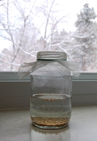 sprouts1 A jar with alfalfa seeds in a window.