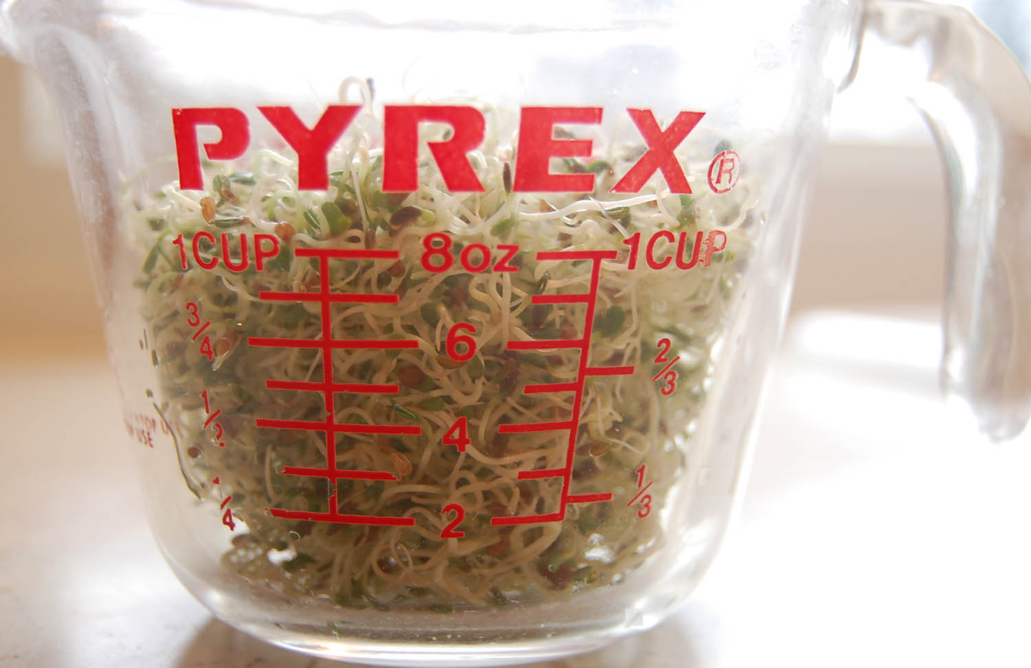 sprouts3 A glass one-cup measuring cup filled with fresh sprouts.