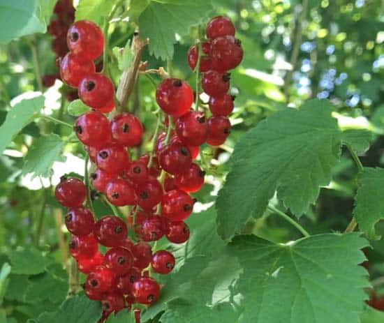 Red currants ripe and ready to be picked on a currant bush.