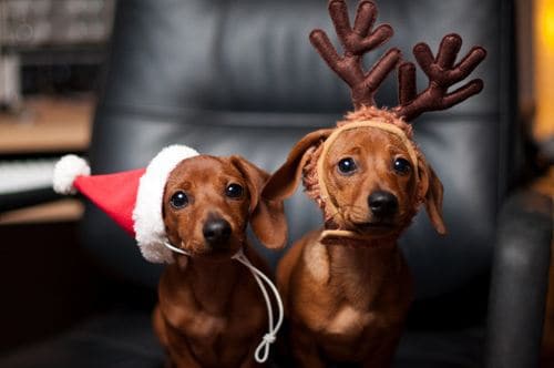 Christmas dogs at Happy Simple Living blog