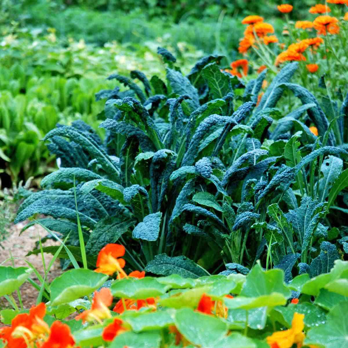 Swiss chard growing in a garden near flowers.
