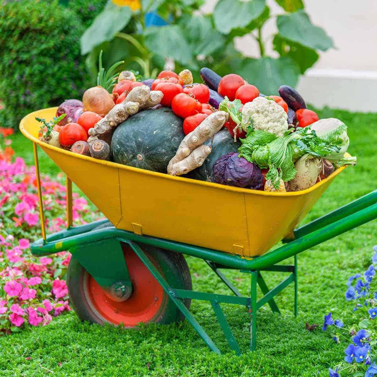 A wheelbarrow filled with vegetables like tomatoes, cauliflower and cabbage.